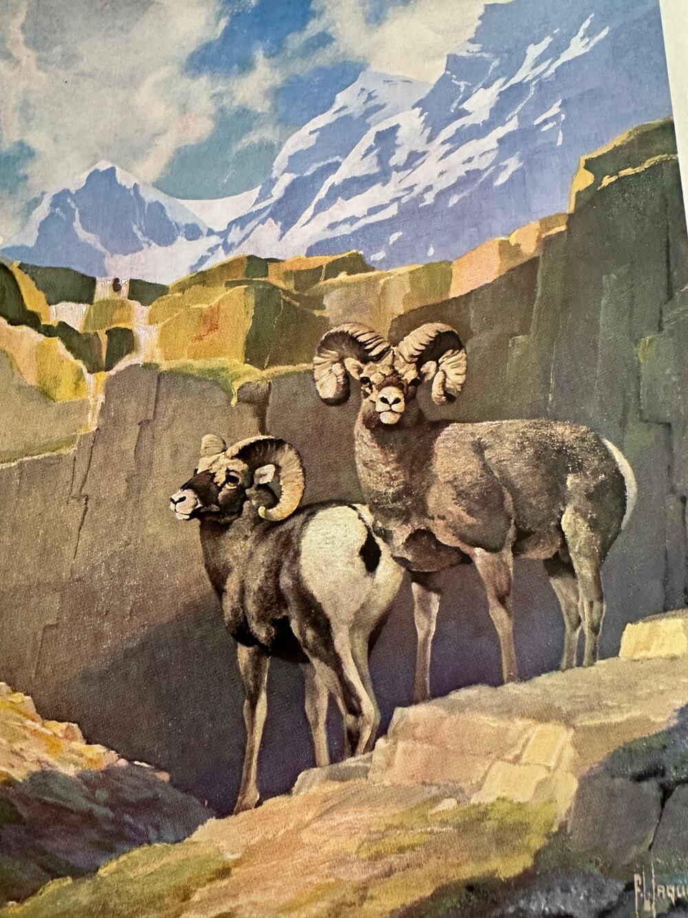 Bighorn Sheep by Francis Lee Jaques Wildlife Bookplate Art Print ~ 260509-WH 173